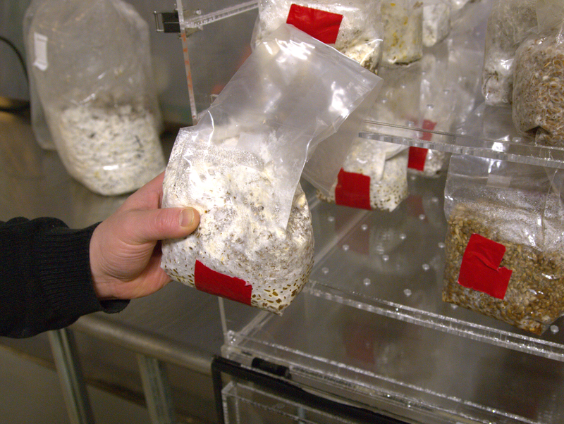 Chris Maurer holds a bag of rye grain infused with liquid mycelium, so that it “spoils”. The white material is the fungus breaking down the cellulose in the grain and fusing it together.
